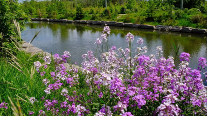 A serene canal bordered by green trees and lush foliage, with a foreground of vibrant purple and white wildflowers.